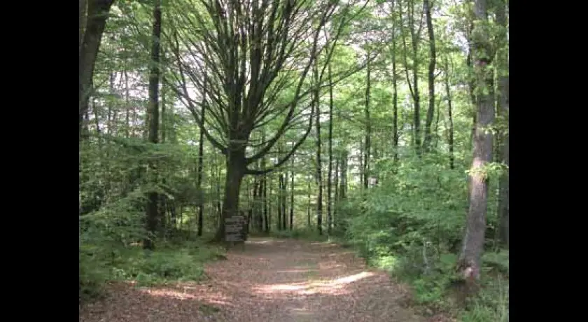 La forêt de Loudéac