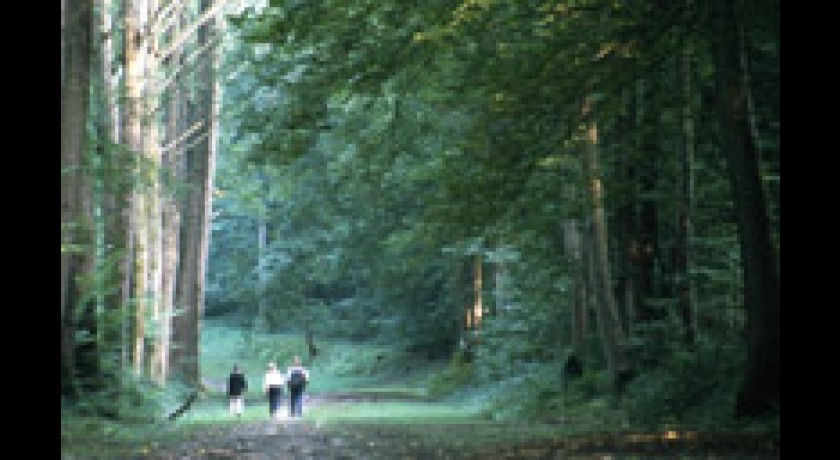 LA FORET DE VAUCLAIR