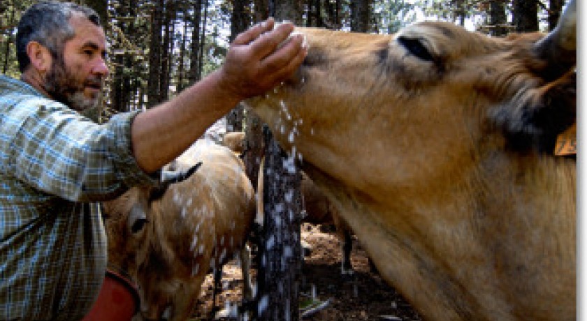 La Rosée des Pyrénées