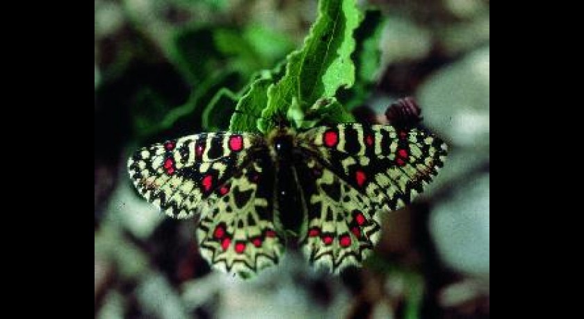 Le jardin des papillons