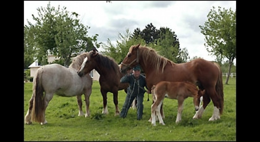 Les Attelages de la Ferme de Beaulieu