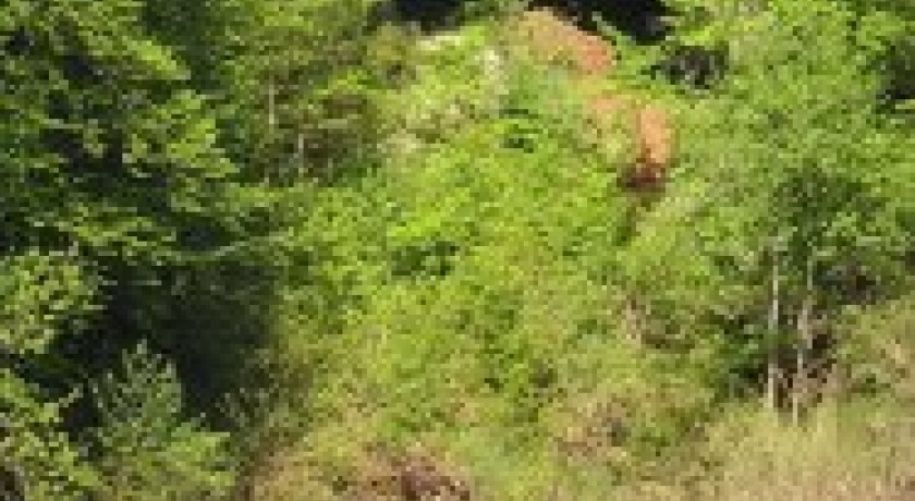 Les Bateliers des Gorges du Tarn