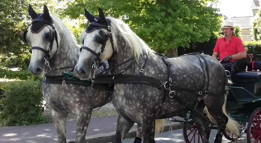 Les Calèches du Perche - Ecurie d'Albe