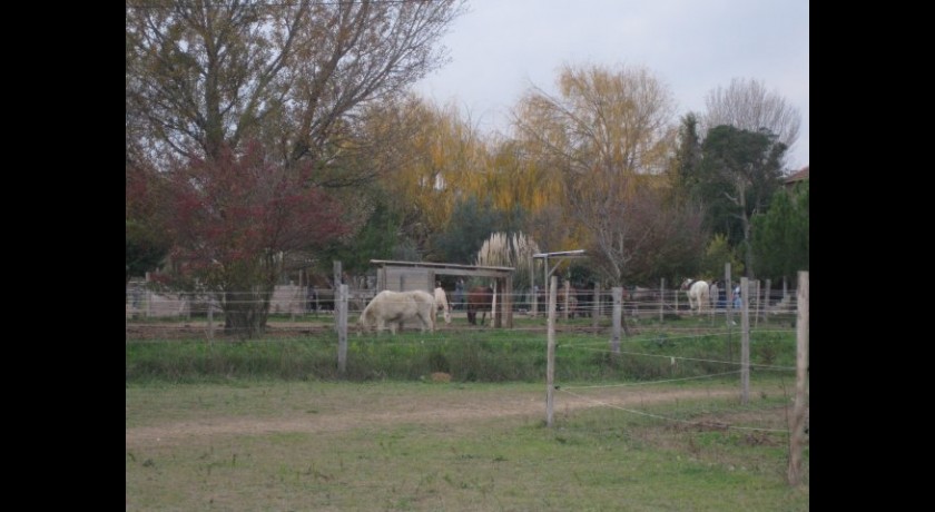 Les écuries de patchanka