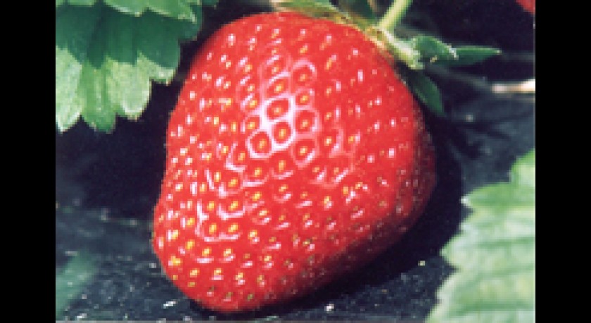 LES FRAISES DU PETIT MISSY-FRAISES NATURELLES