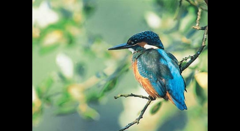 Les oiseaux de la Mandine à Bouguenais