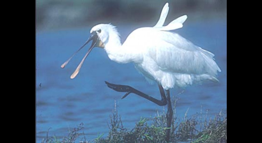 Les oiseaux des marais du Golfe du Morbihan