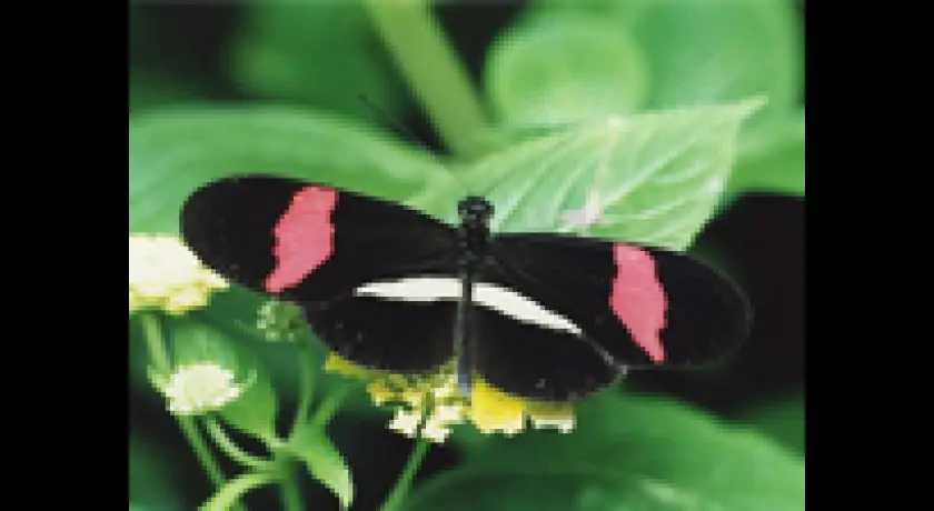 Les papillons tropicaux