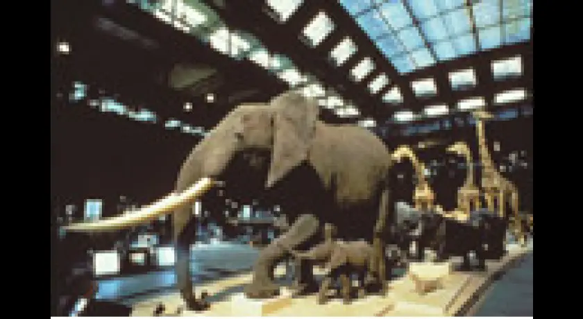 Muséum National d'Histoire Naturelle/ Grande Galerie de l'Evolution