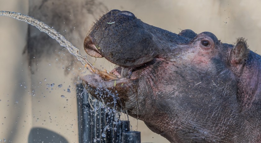 Parc Zoologique du Bois d'Attilly