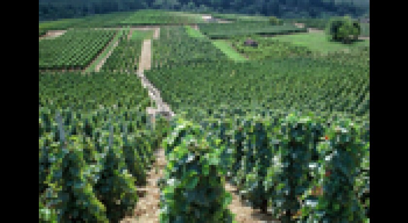 Sentier "les vignobles"