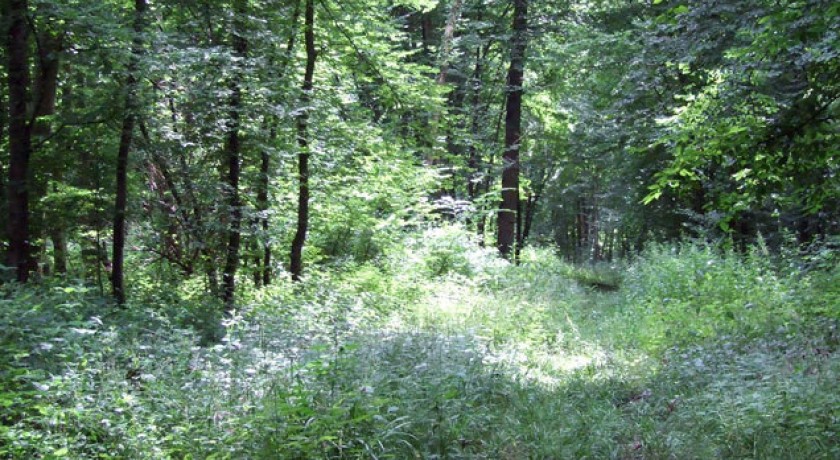 Sentier des Grands Arbres 