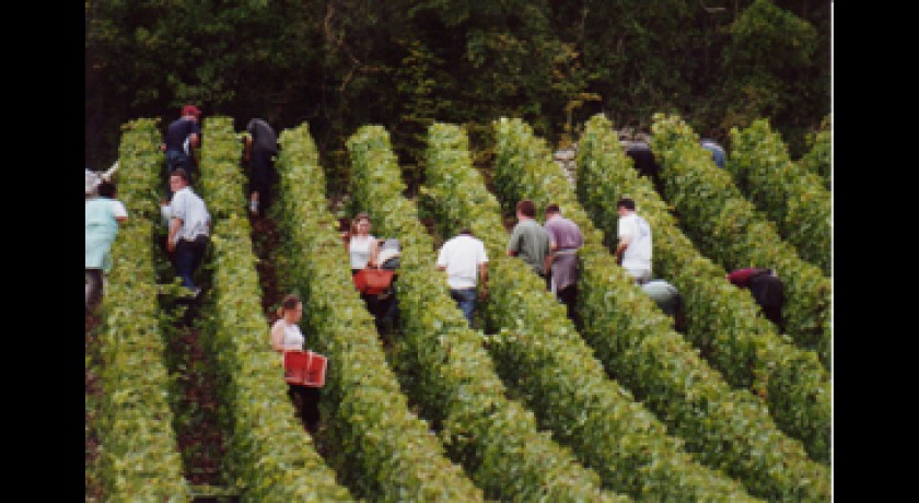 SOCIETE VINICOLE DE CRAONNELLE - LOUIS DE VAUCLERC