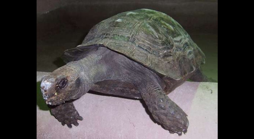 Zoo de mescoules Mescoules tourisme Zoo parc animalier