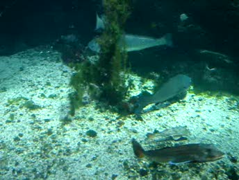 Video Poissons à l'aquarium de La Rochelle