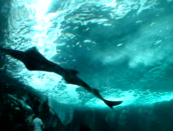 Video Requin scie et requin taureau