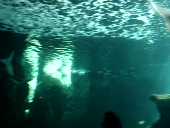Video Requins taureaux Aquarium la rochelle