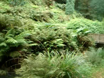 Video Rivière et végétation dans une allée